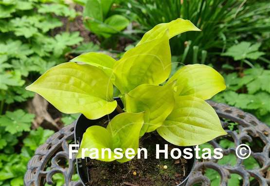 Hosta Whiskey Sour 